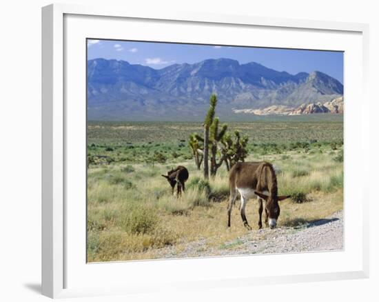 Wild Mules, the Spring Mountains, Nevada, USA-Fraser Hall-Framed Photographic Print