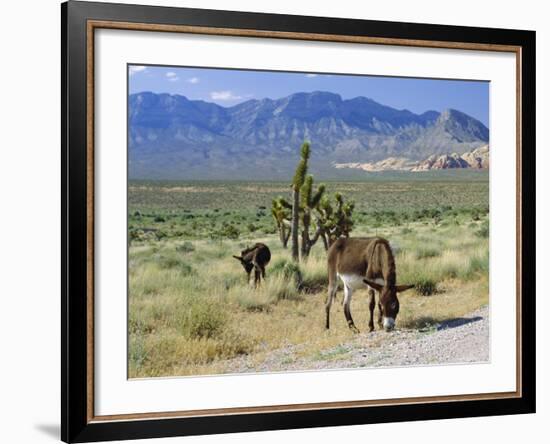 Wild Mules, the Spring Mountains, Nevada, USA-Fraser Hall-Framed Photographic Print