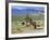 Wild Mules, the Spring Mountains, Nevada, USA-Fraser Hall-Framed Photographic Print