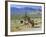 Wild Mules, the Spring Mountains, Nevada, USA-Fraser Hall-Framed Photographic Print