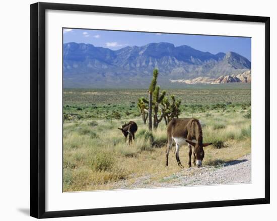 Wild Mules, the Spring Mountains, Nevada, USA-Fraser Hall-Framed Photographic Print