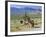 Wild Mules, the Spring Mountains, Nevada, USA-Fraser Hall-Framed Photographic Print