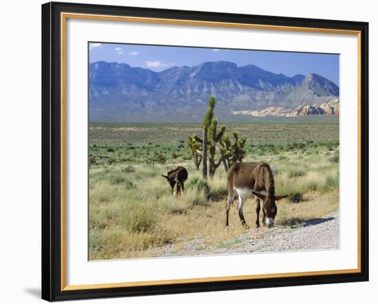 Wild Mules, the Spring Mountains, Nevada, USA-Fraser Hall-Framed Photographic Print