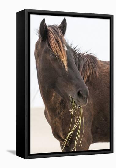 Wild Mustang (Banker Horse) (Equus Ferus Caballus) in Currituck National Wildlife Refuge-Michael DeFreitas-Framed Premier Image Canvas