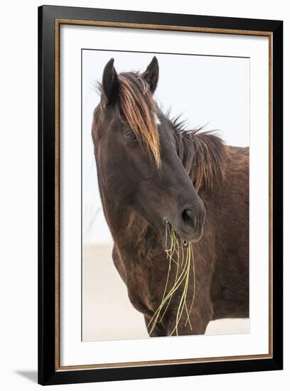 Wild Mustang (Banker Horse) (Equus Ferus Caballus) in Currituck National Wildlife Refuge-Michael DeFreitas-Framed Photographic Print