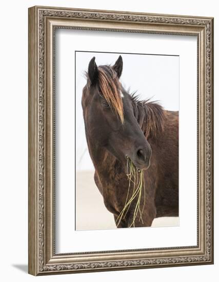 Wild Mustang (Banker Horse) (Equus Ferus Caballus) in Currituck National Wildlife Refuge-Michael DeFreitas-Framed Photographic Print