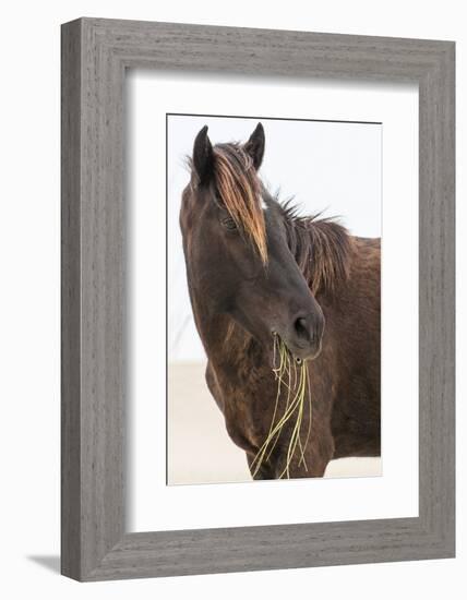 Wild Mustang (Banker Horse) (Equus Ferus Caballus) in Currituck National Wildlife Refuge-Michael DeFreitas-Framed Photographic Print