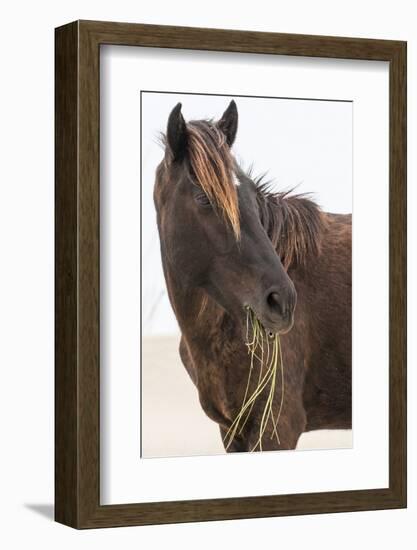 Wild Mustang (Banker Horse) (Equus Ferus Caballus) in Currituck National Wildlife Refuge-Michael DeFreitas-Framed Photographic Print