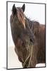 Wild Mustang (Banker Horse) (Equus Ferus Caballus) in Currituck National Wildlife Refuge-Michael DeFreitas-Mounted Photographic Print