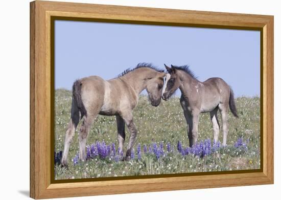 Wild Mustang Foals Among Wild Flowers, Pryor Mountains, Montana, USA-Carol Walker-Framed Premier Image Canvas