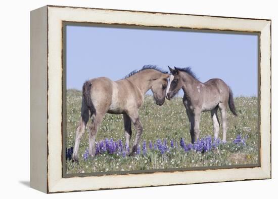 Wild Mustang Foals Among Wild Flowers, Pryor Mountains, Montana, USA-Carol Walker-Framed Premier Image Canvas