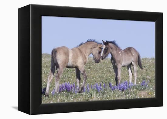 Wild Mustang Foals Among Wild Flowers, Pryor Mountains, Montana, USA-Carol Walker-Framed Premier Image Canvas