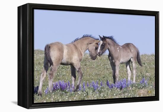 Wild Mustang Foals Among Wild Flowers, Pryor Mountains, Montana, USA-Carol Walker-Framed Premier Image Canvas