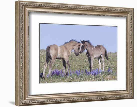 Wild Mustang Foals Among Wild Flowers, Pryor Mountains, Montana, USA-Carol Walker-Framed Photographic Print