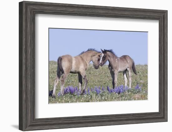 Wild Mustang Foals Among Wild Flowers, Pryor Mountains, Montana, USA-Carol Walker-Framed Photographic Print