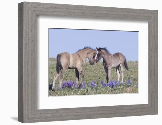 Wild Mustang Foals Among Wild Flowers, Pryor Mountains, Montana, USA-Carol Walker-Framed Photographic Print