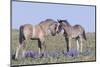 Wild Mustang Foals Among Wild Flowers, Pryor Mountains, Montana, USA-Carol Walker-Mounted Photographic Print