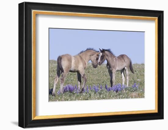 Wild Mustang Foals Among Wild Flowers, Pryor Mountains, Montana, USA-Carol Walker-Framed Photographic Print