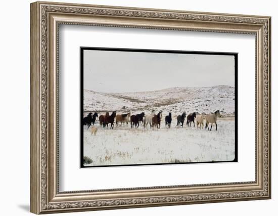 Wild Mustang Horses Running Across Field in Wyoming and Montana-Bill Eppridge-Framed Photographic Print