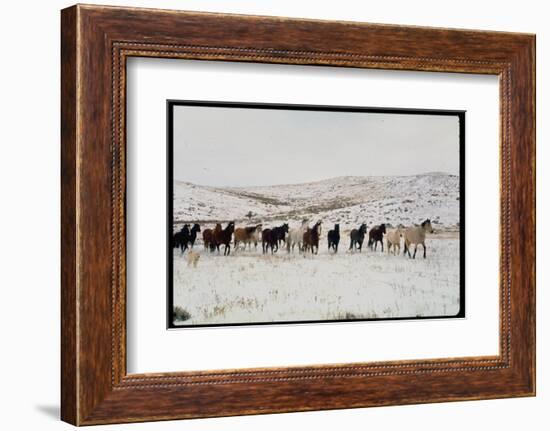 Wild Mustang Horses Running Across Field in Wyoming and Montana-Bill Eppridge-Framed Photographic Print