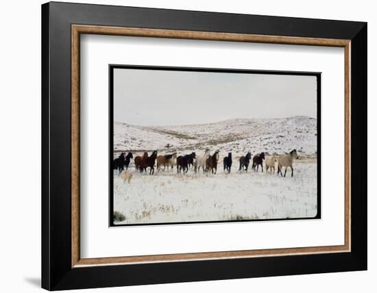 Wild Mustang Horses Running Across Field in Wyoming and Montana-Bill Eppridge-Framed Photographic Print