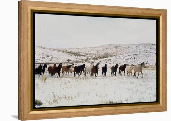 Wild Mustang Horses Running Across Field in Wyoming and Montana-Bill Eppridge-Framed Premier Image Canvas