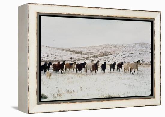 Wild Mustang Horses Running Across Field in Wyoming and Montana-Bill Eppridge-Framed Premier Image Canvas