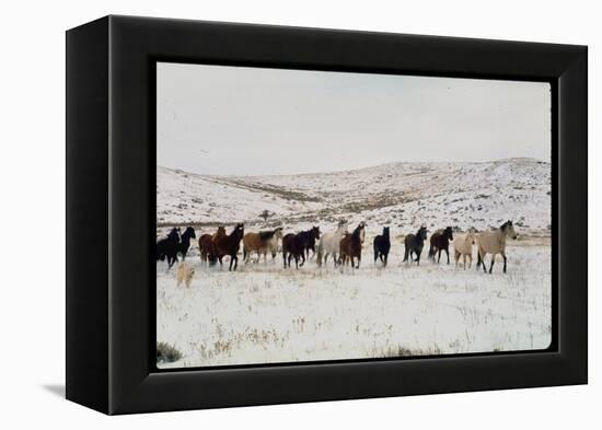 Wild Mustang Horses Running Across Field in Wyoming and Montana-Bill Eppridge-Framed Premier Image Canvas