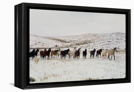Wild Mustang Horses Running Across Field in Wyoming and Montana-Bill Eppridge-Framed Premier Image Canvas