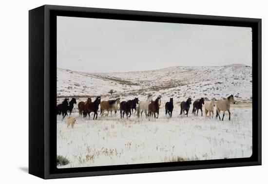 Wild Mustang Horses Running Across Field in Wyoming and Montana-Bill Eppridge-Framed Premier Image Canvas
