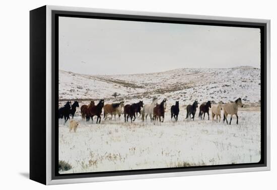 Wild Mustang Horses Running Across Field in Wyoming and Montana-Bill Eppridge-Framed Premier Image Canvas