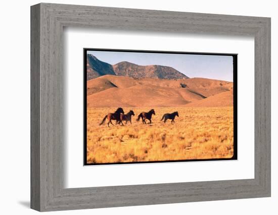 Wild Mustang Horses Running Across Field in Wyoming and Montana-Bill Eppridge-Framed Photographic Print