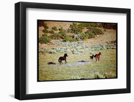 Wild Mustang Horses Running Across Field in Wyoming and Montana-Bill Eppridge-Framed Photographic Print