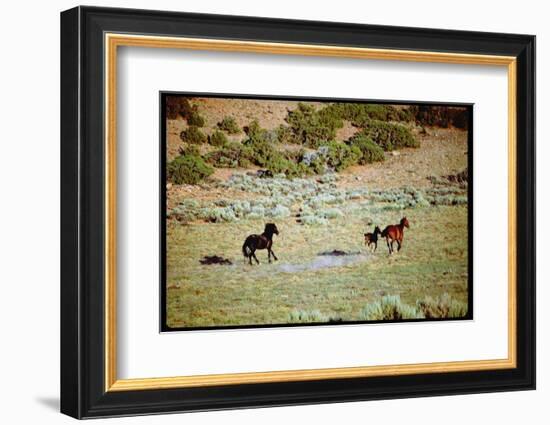 Wild Mustang Horses Running Across Field in Wyoming and Montana-Bill Eppridge-Framed Photographic Print