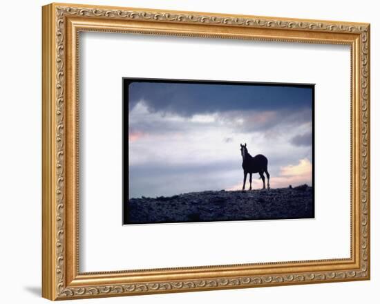 Wild Mustang Horses Running Across Field in Wyoming and Montana-Bill Eppridge-Framed Photographic Print