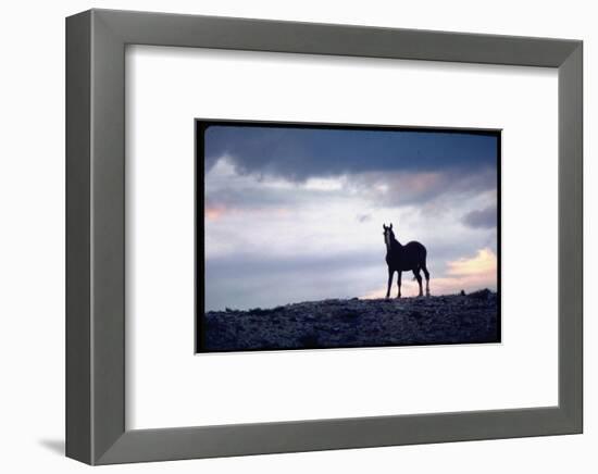 Wild Mustang Horses Running Across Field in Wyoming and Montana-Bill Eppridge-Framed Photographic Print