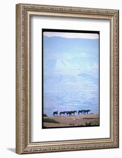 Wild Mustang Horses Running Across Field in Wyoming and Montana-Bill Eppridge-Framed Photographic Print