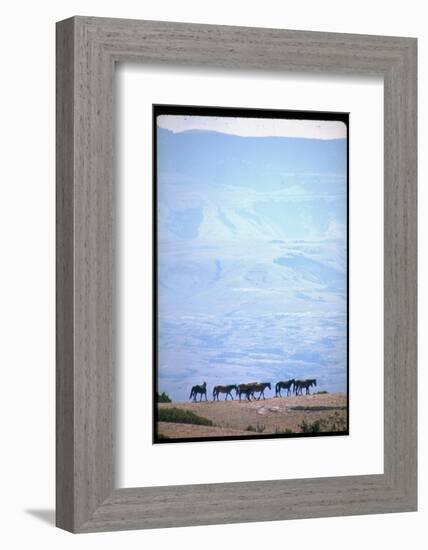 Wild Mustang Horses Running Across Field in Wyoming and Montana-Bill Eppridge-Framed Photographic Print