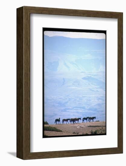 Wild Mustang Horses Running Across Field in Wyoming and Montana-Bill Eppridge-Framed Photographic Print