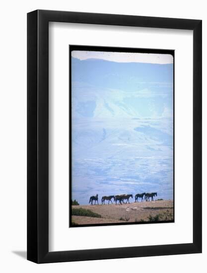 Wild Mustang Horses Running Across Field in Wyoming and Montana-Bill Eppridge-Framed Photographic Print