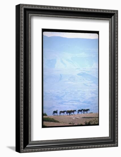 Wild Mustang Horses Running Across Field in Wyoming and Montana-Bill Eppridge-Framed Photographic Print