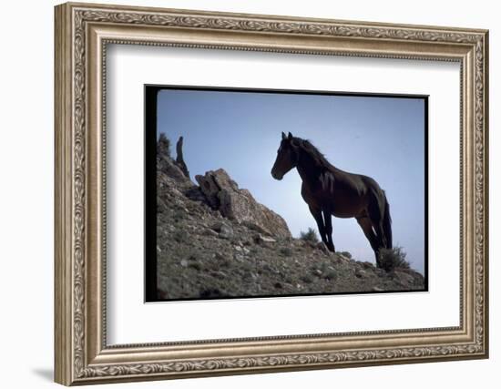 Wild Mustang Horses Running Across Field in Wyoming and Montana-Bill Eppridge-Framed Photographic Print