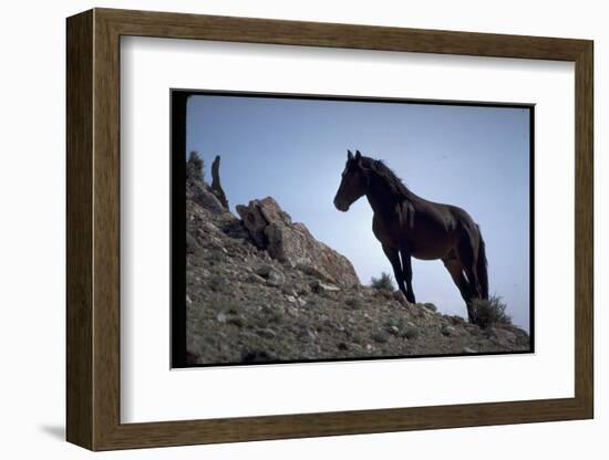 Wild Mustang Horses Running Across Field in Wyoming and Montana-Bill Eppridge-Framed Photographic Print