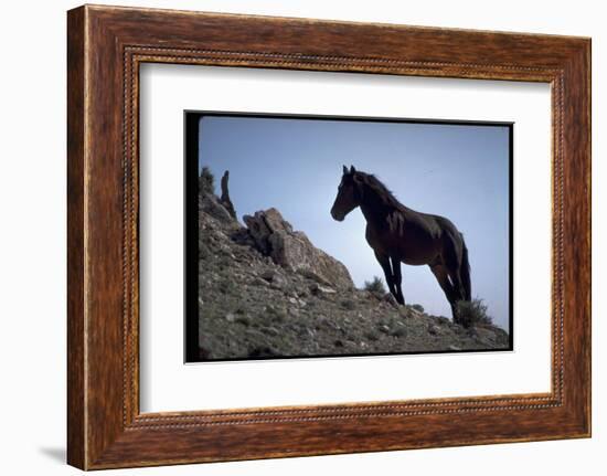 Wild Mustang Horses Running Across Field in Wyoming and Montana-Bill Eppridge-Framed Photographic Print