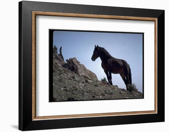 Wild Mustang Horses Running Across Field in Wyoming and Montana-Bill Eppridge-Framed Photographic Print