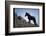 Wild Mustang Horses Running Across Field in Wyoming and Montana-Bill Eppridge-Framed Photographic Print