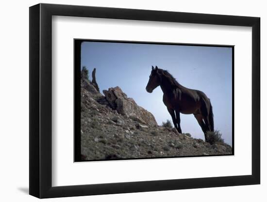 Wild Mustang Horses Running Across Field in Wyoming and Montana-Bill Eppridge-Framed Photographic Print