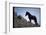 Wild Mustang Horses Running Across Field in Wyoming and Montana-Bill Eppridge-Framed Photographic Print