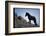 Wild Mustang Horses Running Across Field in Wyoming and Montana-Bill Eppridge-Framed Photographic Print