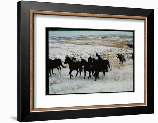 Wild Mustang Horses Running Across Field in Wyoming and Montana-Bill Eppridge-Framed Photographic Print